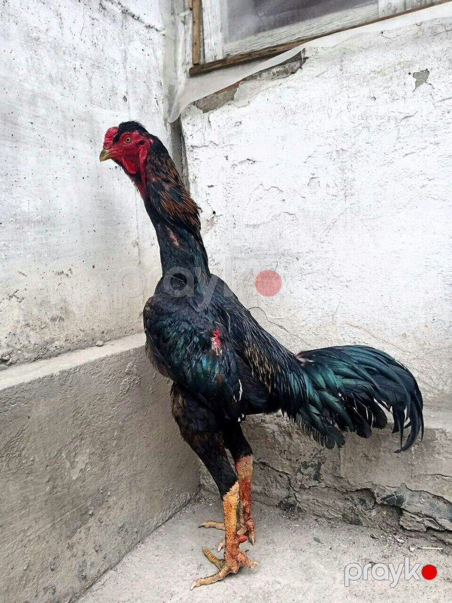 Heyratı xoruzu — Quşlar, Ağstafa (5)