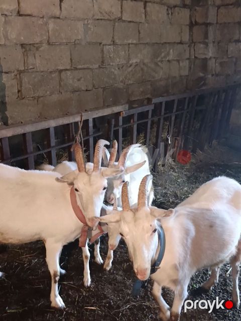 Sani cinsi 4 baş keçi satılır istəyən real alıcıya endirim olacaq — Xaçmaz