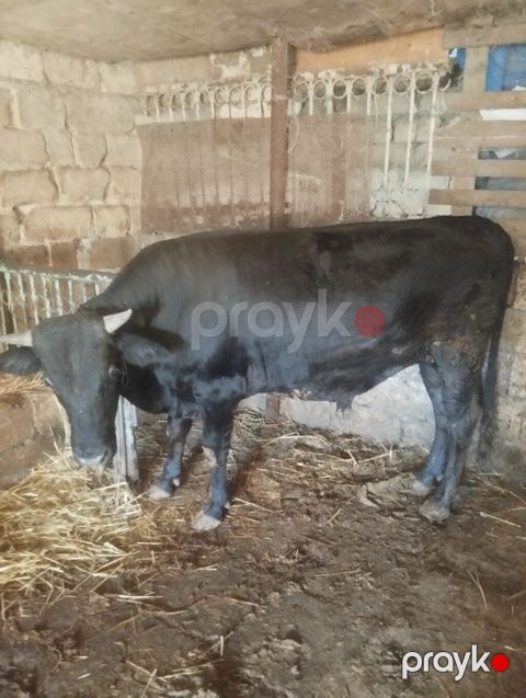 Erkəy dana satılır ünvan qobu kəndi 200 kilodur əlaqə saxlaya — Qobu