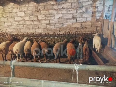 Quzular — Bakı