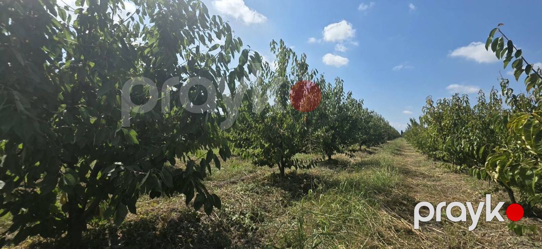 Satılır torpaq 300 sot — Torpaq, Xaçmaz (5)