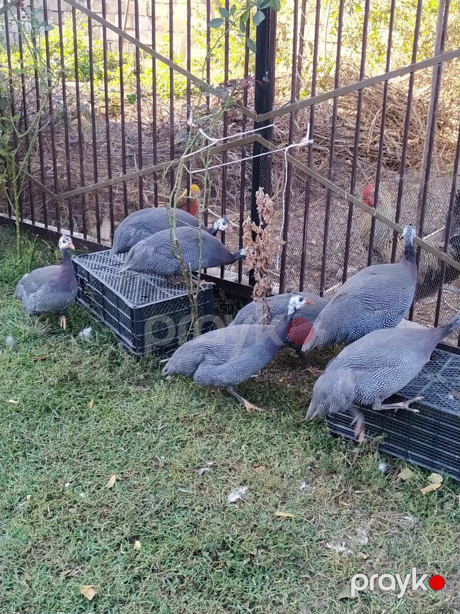 Firəng quşları — Quşlar, Sabirabad (9)