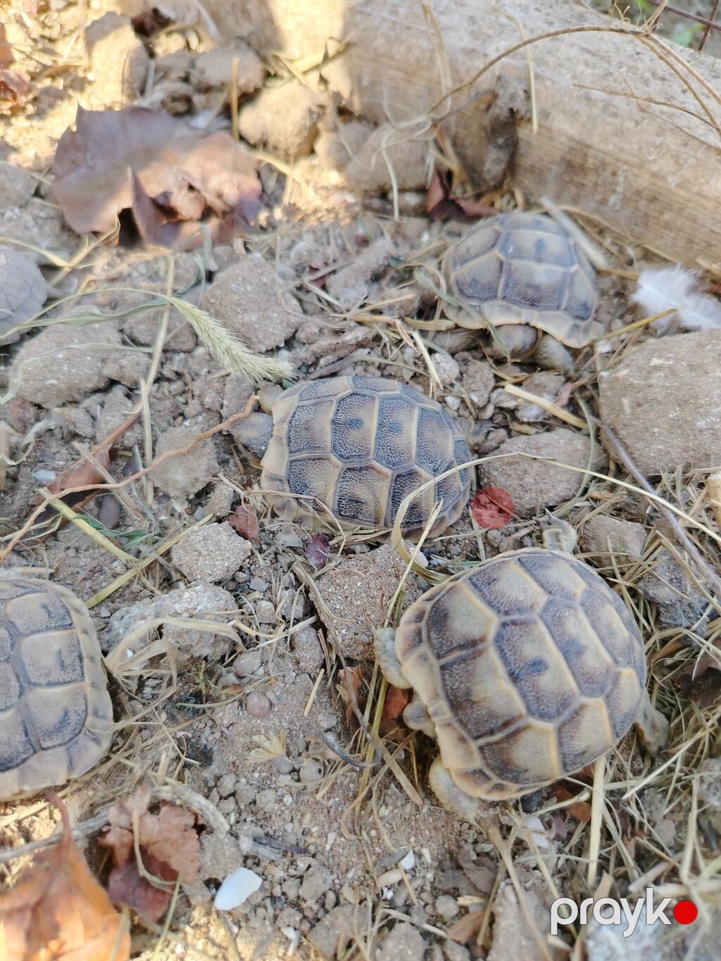 Quru tisbagasinin Balaları Satılır. Qiymət 1 ədədine aitdi — Akvariumlar və balıqlar, Digah (2)