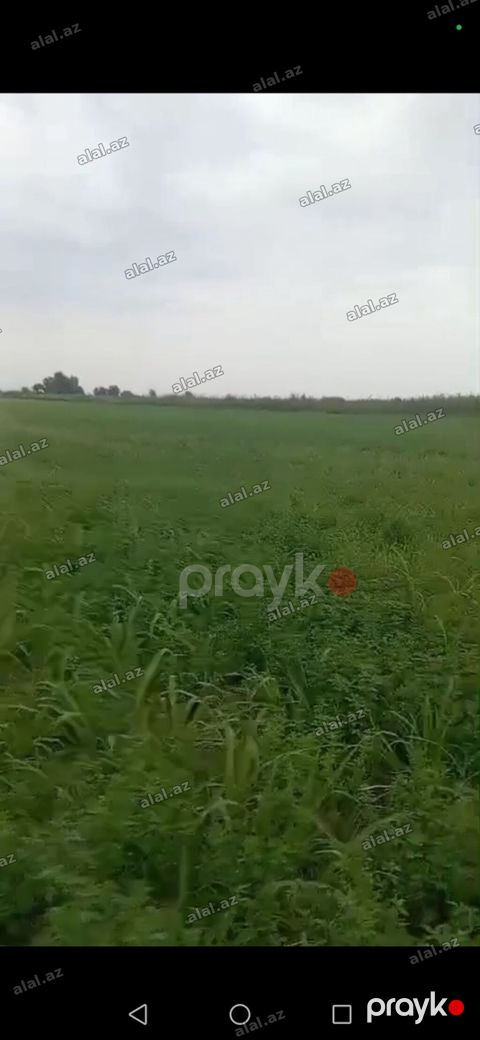 Kənd təsərrüfatı — Yevlax
