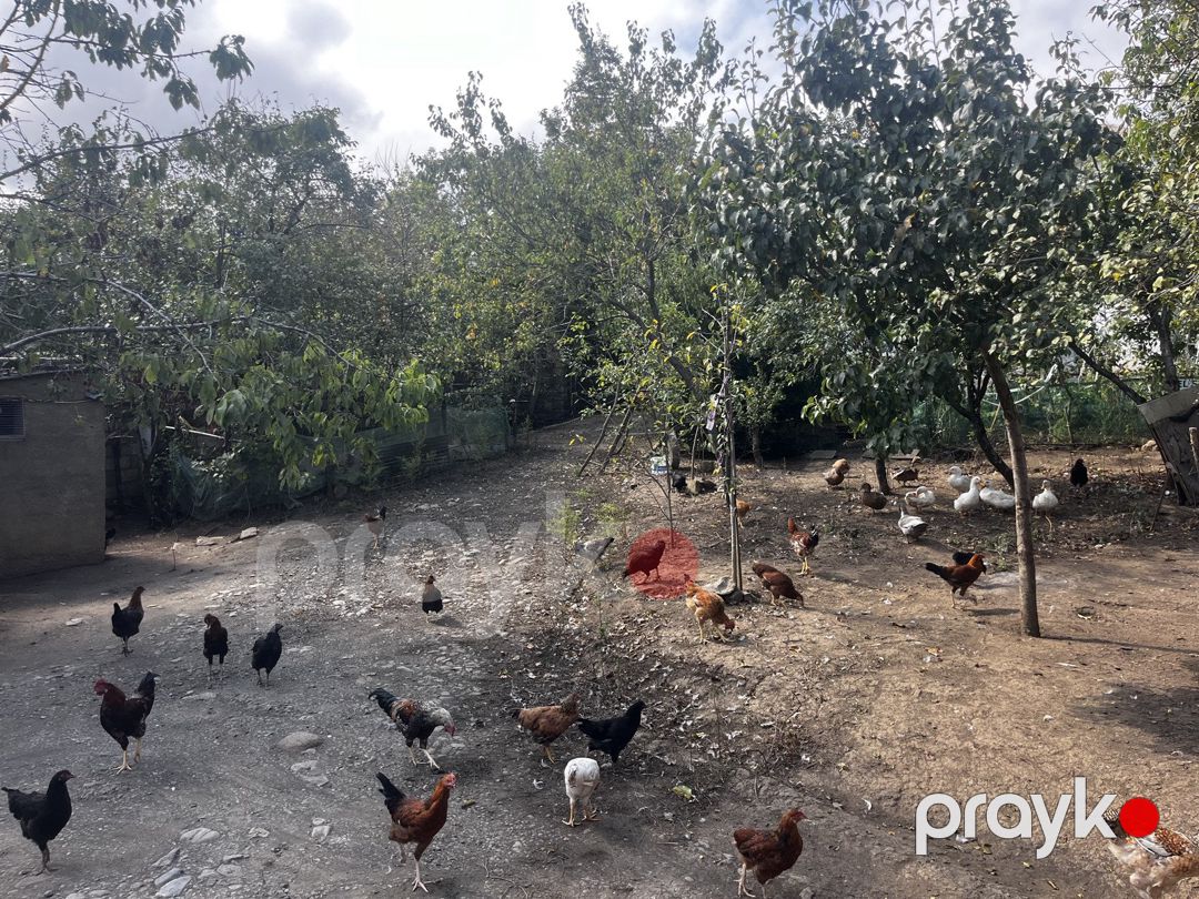 4 sot torpaq sahəsi, Lerik r — Torpaq, Lerik (7)