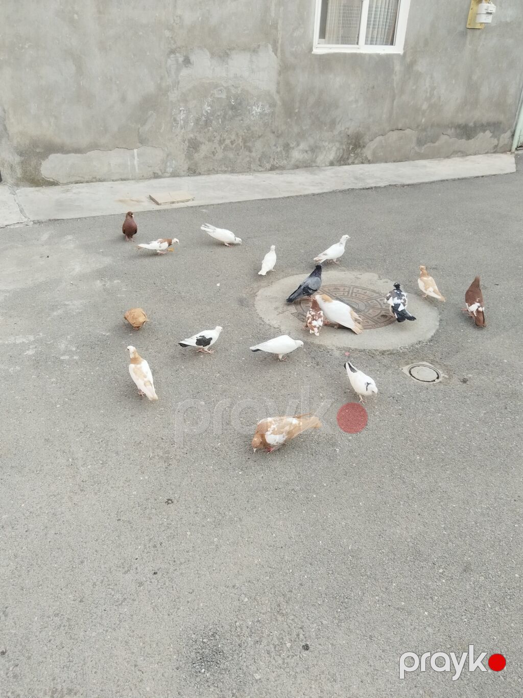 satılır 23 quş 140 manat gəncə — Göyərçin, Gəncə (2)