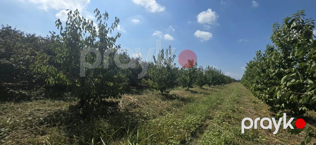 Satılır torpaq 300 sot — Torpaq, Xaçmaz (11)