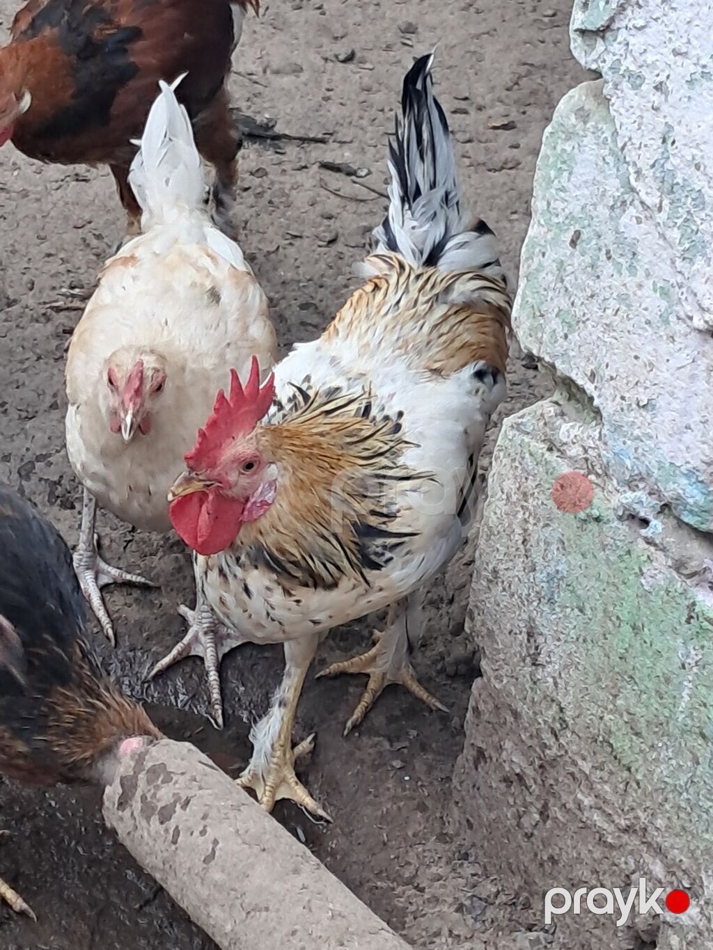 Xoruz, il: 1, Ödənişli çatdırılma — Toyuq və xoruz, Sabirabad (4)