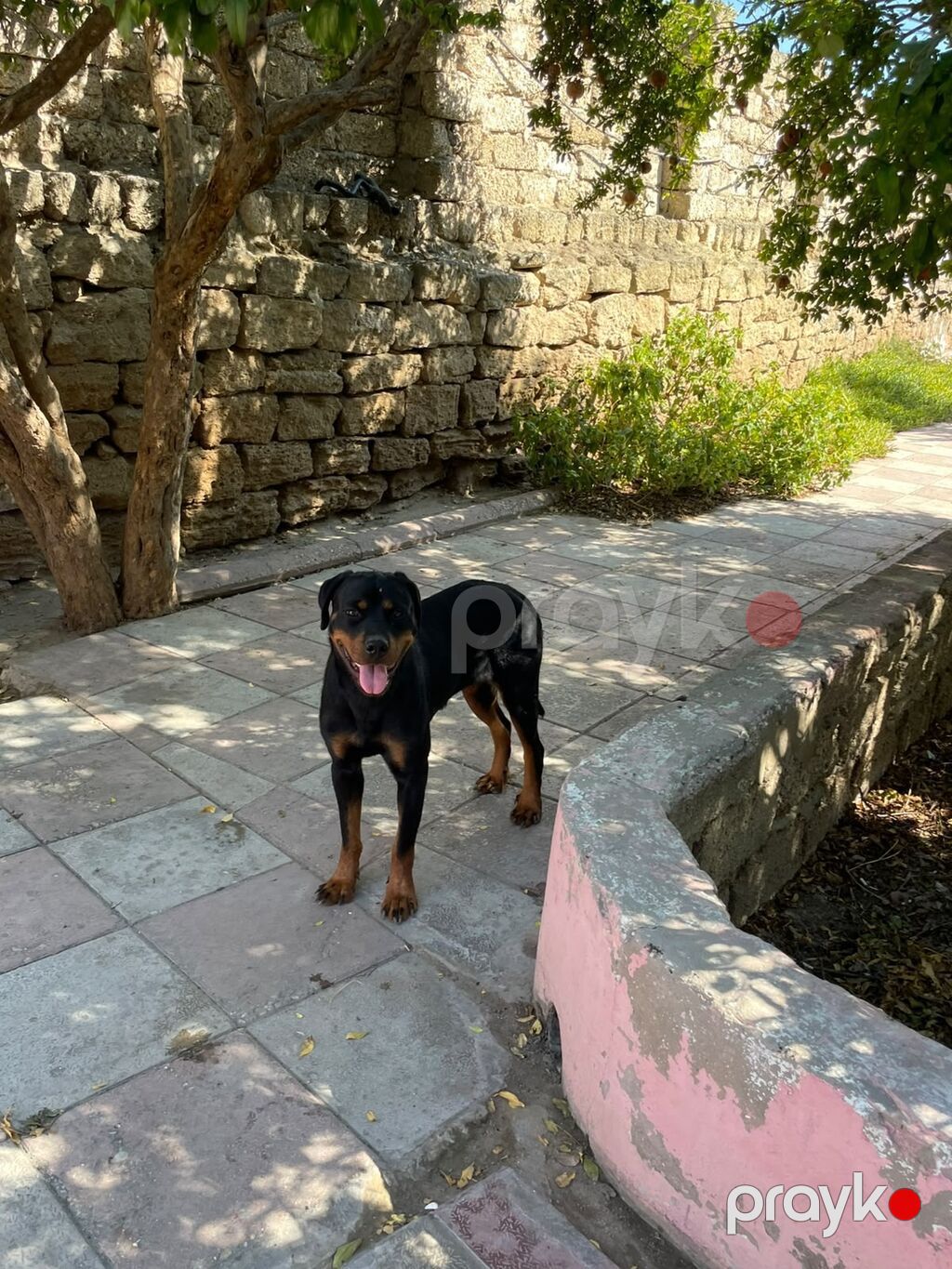 Rotveyler, Dişi, Peyvəndli, Ünvandan götürmə — Köpəklər, Bakı (2)