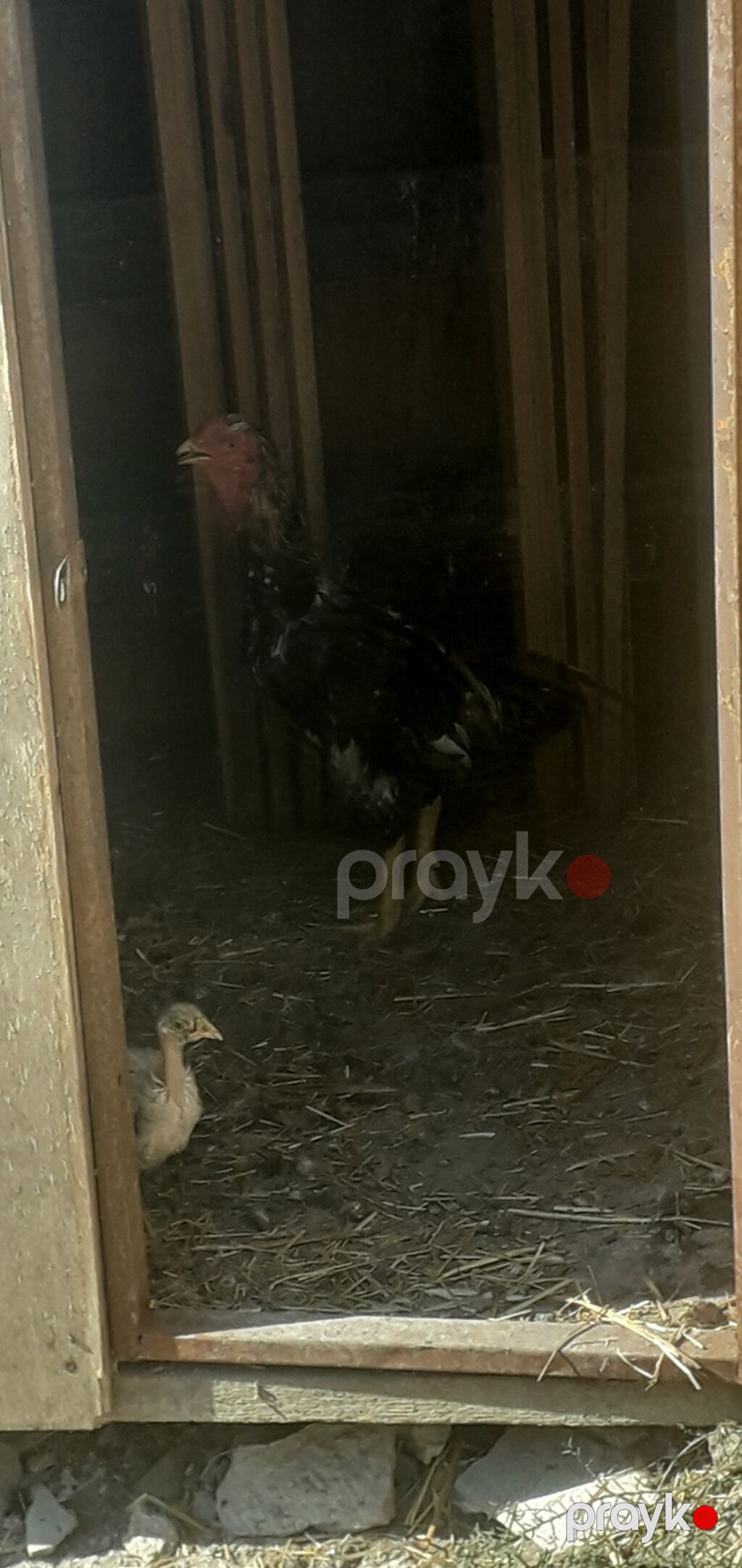 Xoruz heratı 50manat — Toyuq və xoruz, Bakı (2)