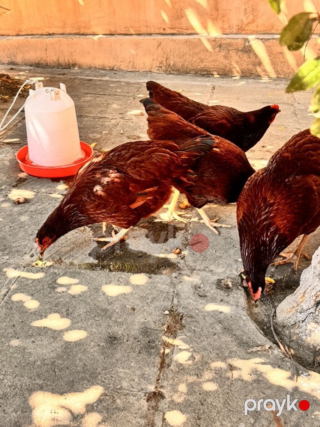 Toyuq, Yumurtalıq — Toyuq və xoruz, Bakı (7)