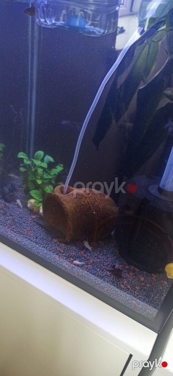 Akvarium — Akvariumlar və balıqlar, Bakı (9)