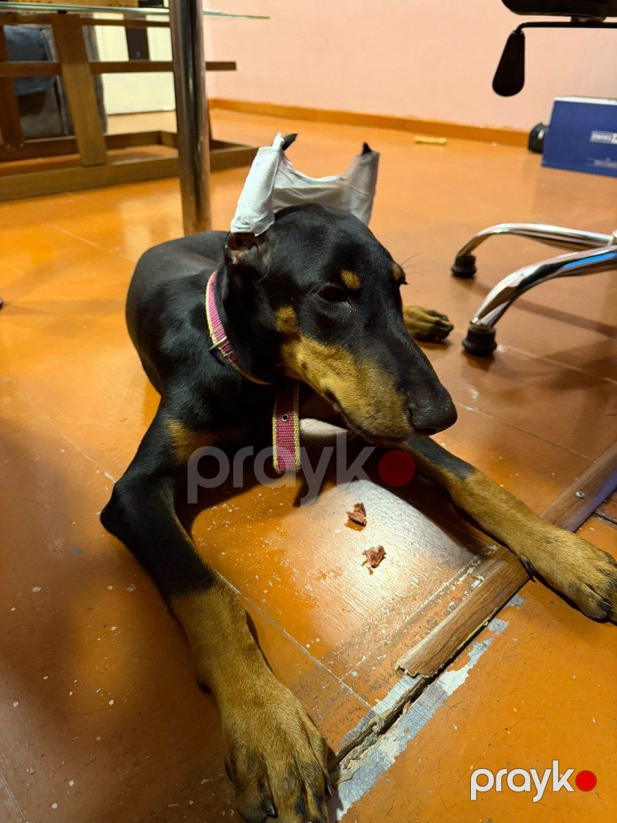 Doberman — Köpəklər, Bakı (2)