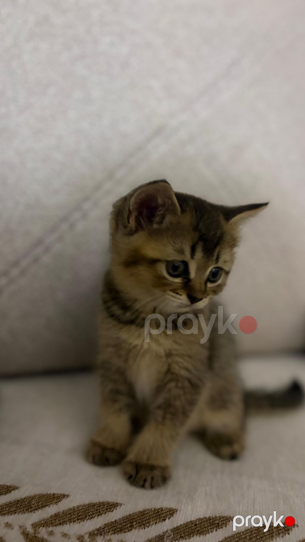 Şinşilla — Pişiklər, Bakı (3)