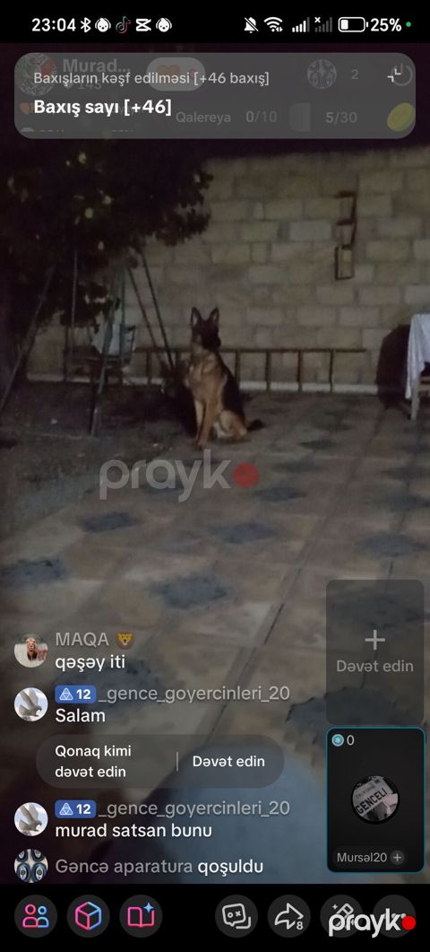 Alman çoban iti — Samux