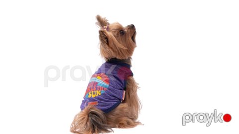 Kofta Pawstar Purple The Sun, bənövşəyi, ölçü L — Bakı