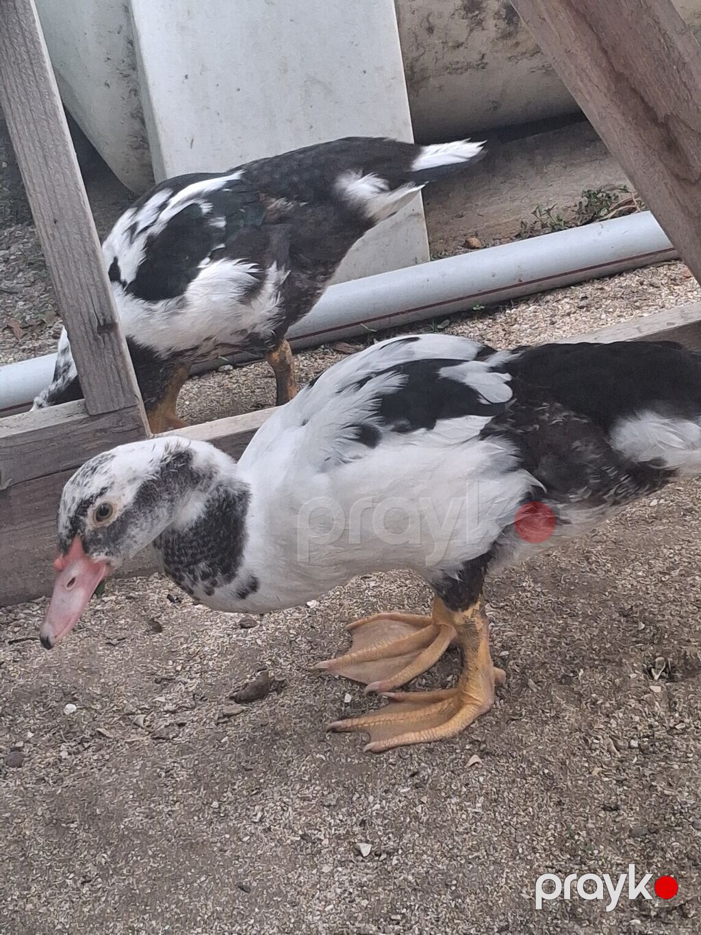 Muscovy ördəkləri – juvenil sürü - Cins: Muscovy (indoutka), ağ və — Digərləri, Digah (4)