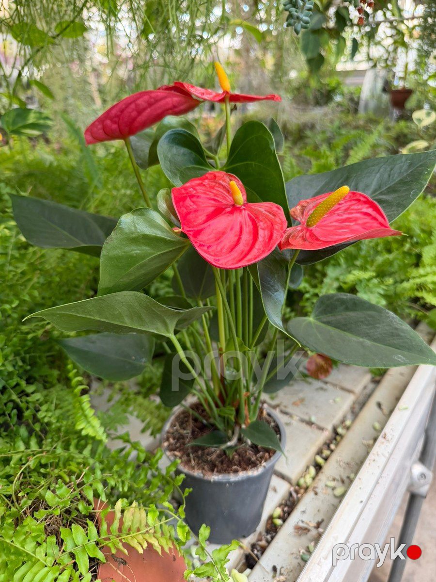 Anthurium — Bitkilər, Bakı (2)