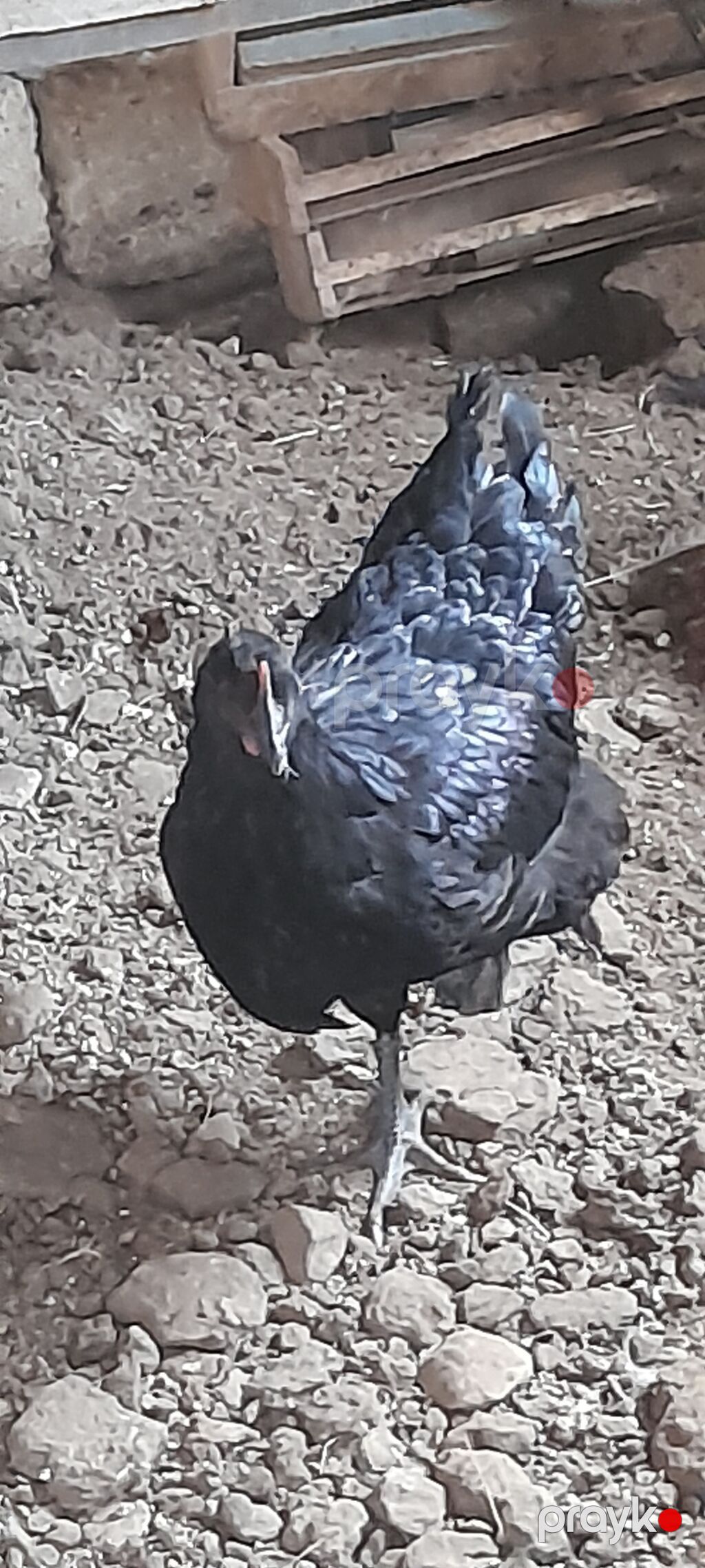 Toyuq, Damazlıq — Toyuq və xoruz, Digah (10)