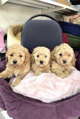 Micro toy Poodle balaları — Murad — İtlər