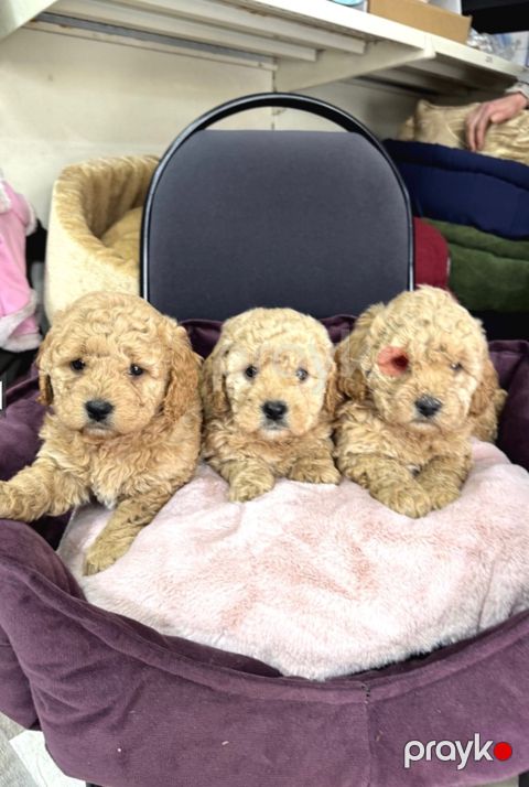 Micro toy Poodle balaları — Bakı