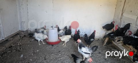 Toyuq, Damazlıq — Bakı