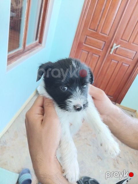 Zvonok, 2 ay, Erkək, Peyvəndli, Ünvandan götürmə, Pulsuz çatdırılma — Bakı