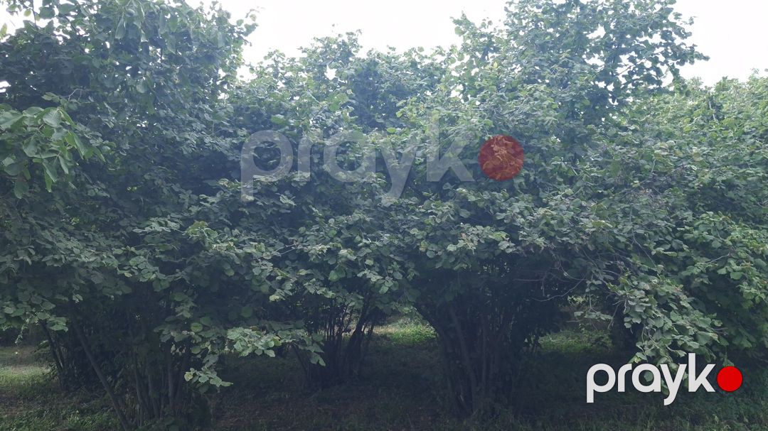 20 sot torpaq sahəsi, İsmayıllı r — Torpaq, İsmayıllı (10)