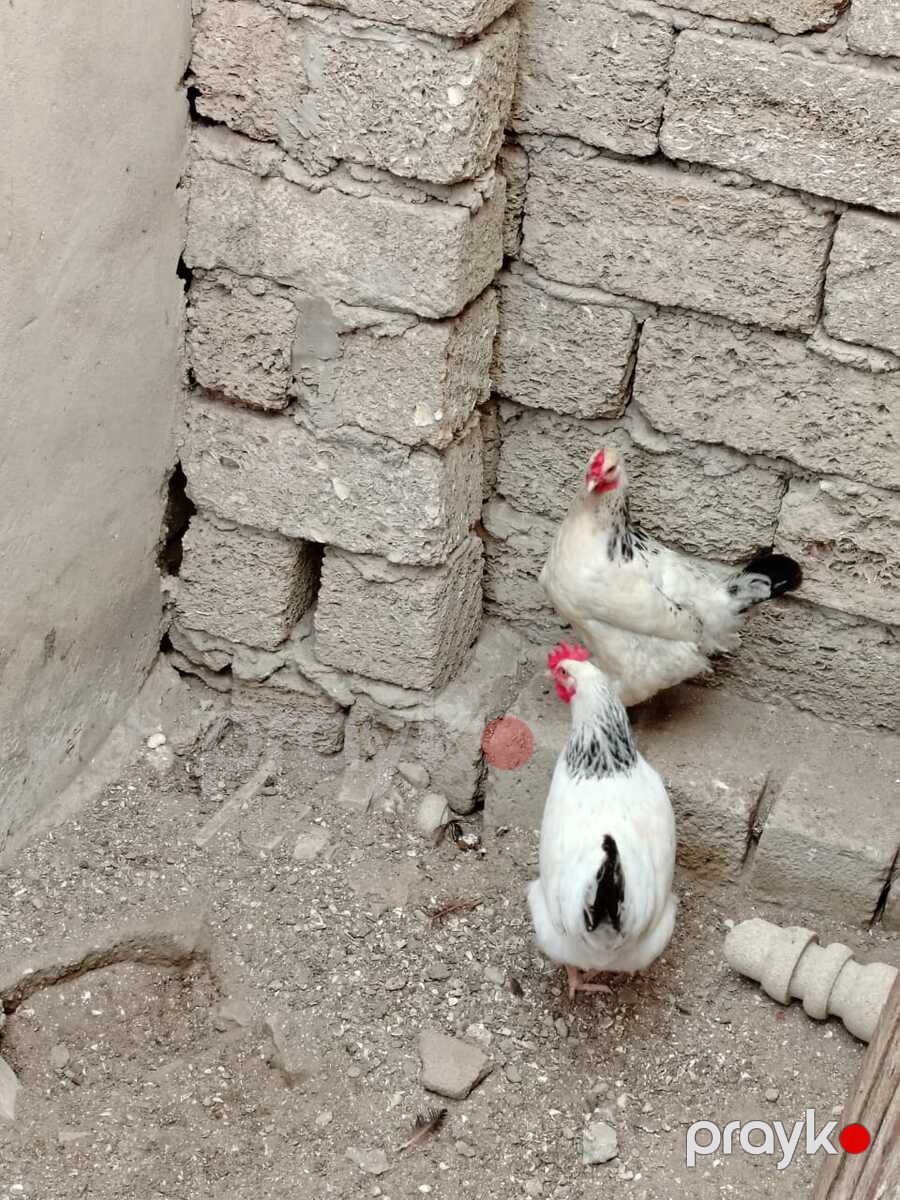 Toyuq — Quşlar, Bakı (3)