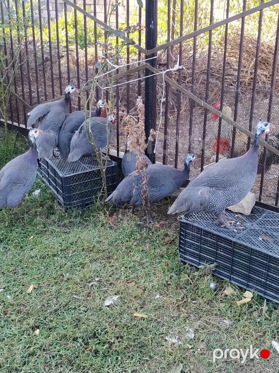 Firəng quşları — Quşlar, Sabirabad (8)