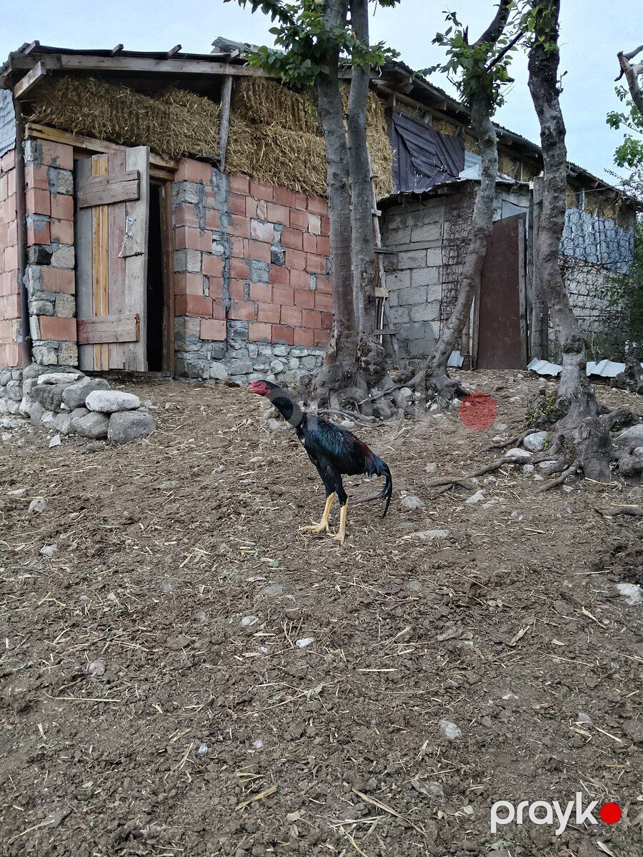 Heyratılar — Quşlar, İsmayıllı (5)