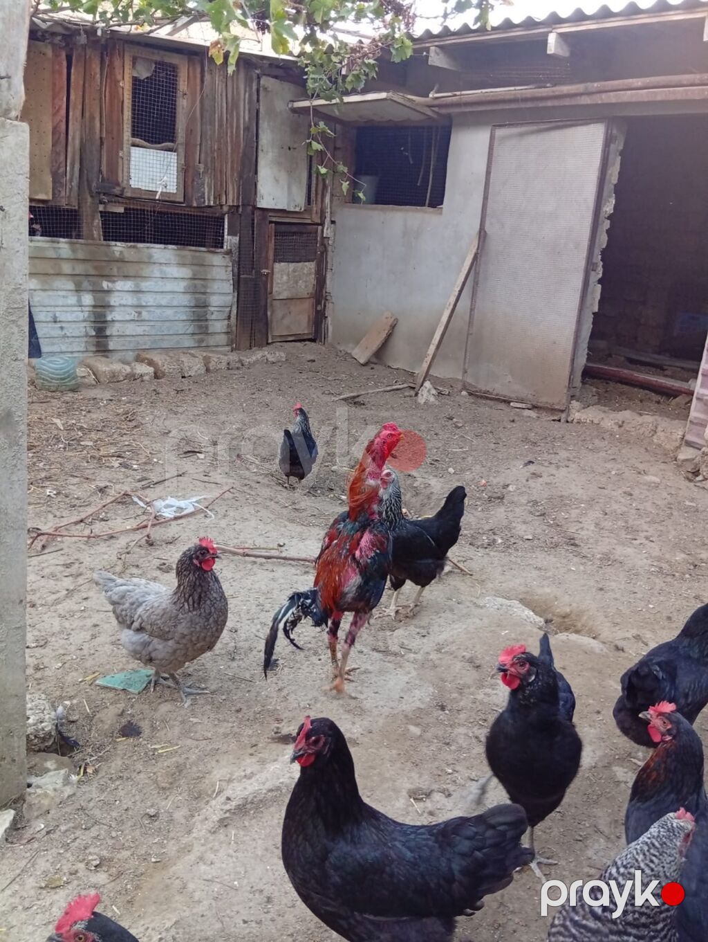Xoruz, Heyratı, il: 1 — Toyuq və xoruz, Bakı (5)