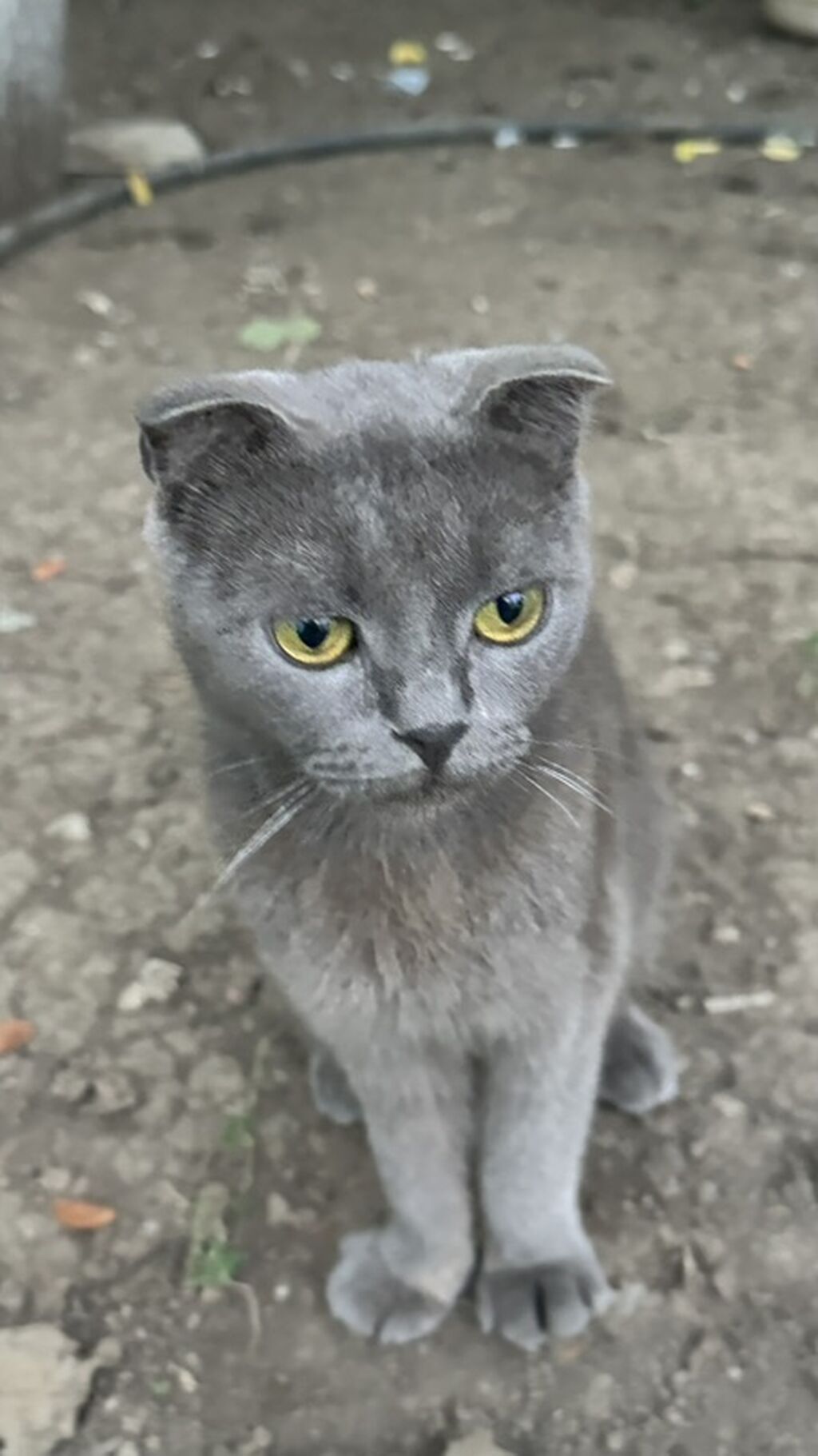 Şotland yastı qulaq, Yaxşı əllərə — Pişiklər, Gəncə (4)