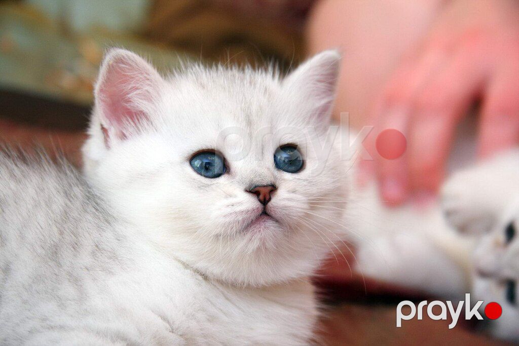 Котята шиншиллы — Pişiklər, Bakı (4)