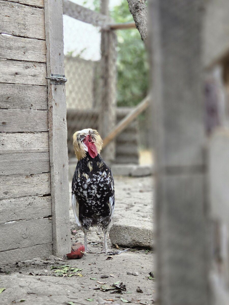 Fizan xoruzu — Quşlar, Bakı (5)