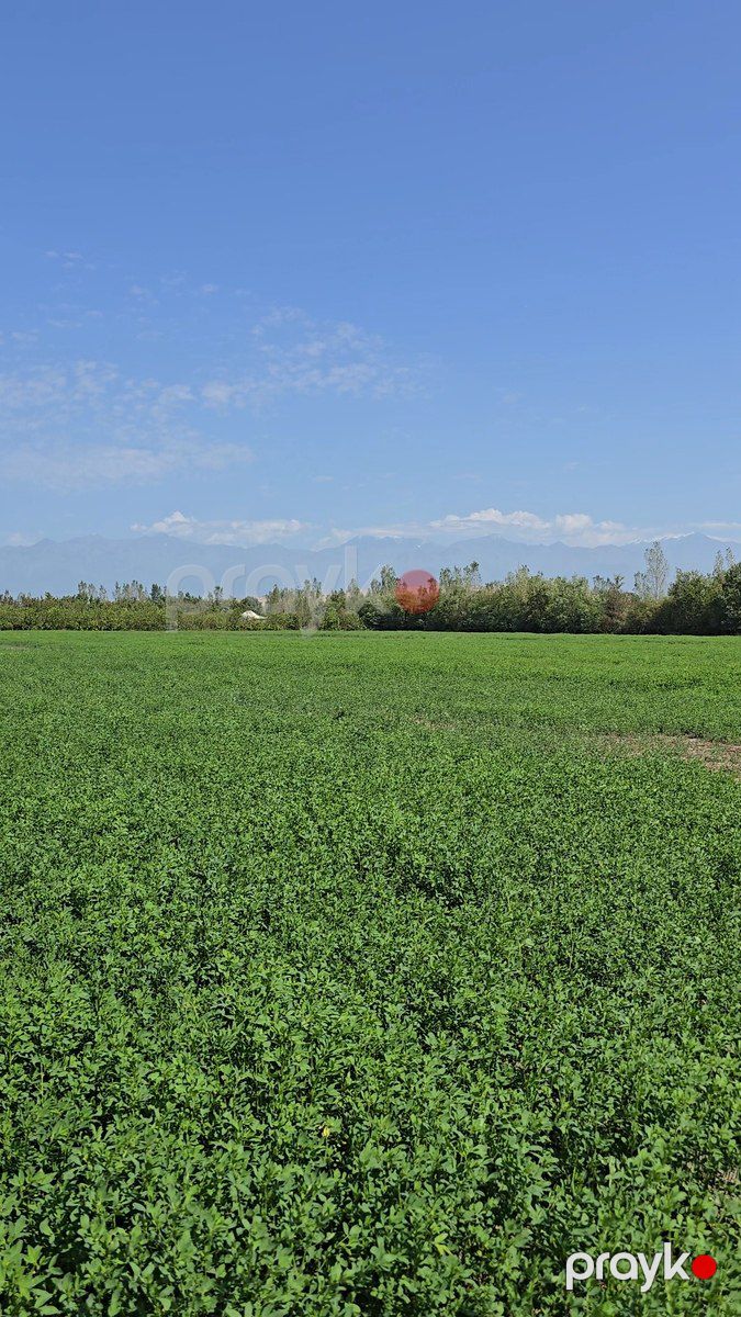 Satılır torpaq 500 sot — Torpaq, Qəbələ (5)