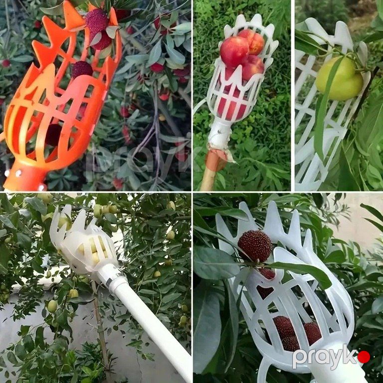 Meyvə toplama səbəti — Dacha və bağ, Bakı (3)