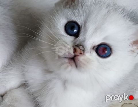 Котята шиншиллы — Bakı