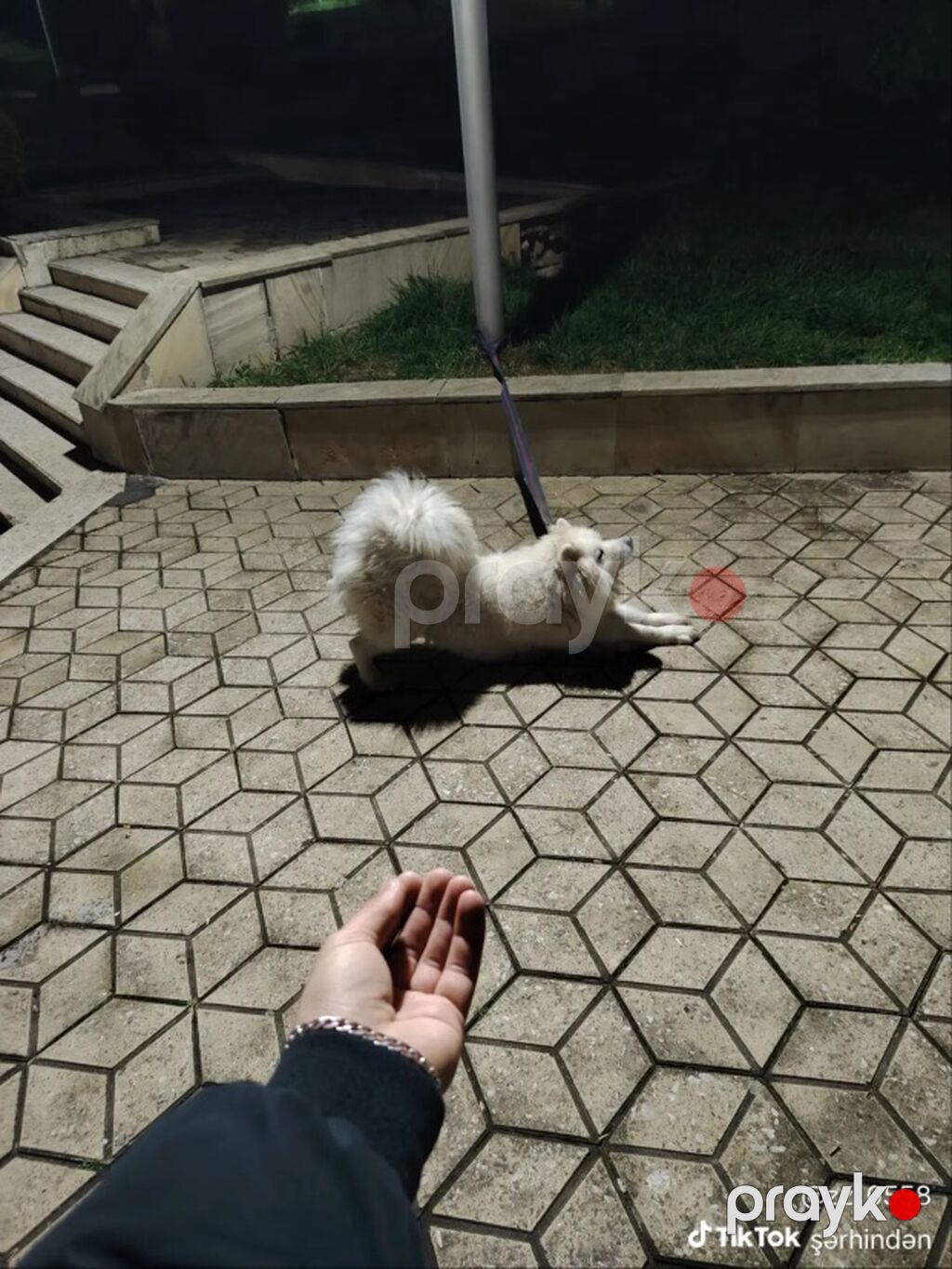 Samoyed, 4 il, Dişi — Köpəklər, Bakı (3)