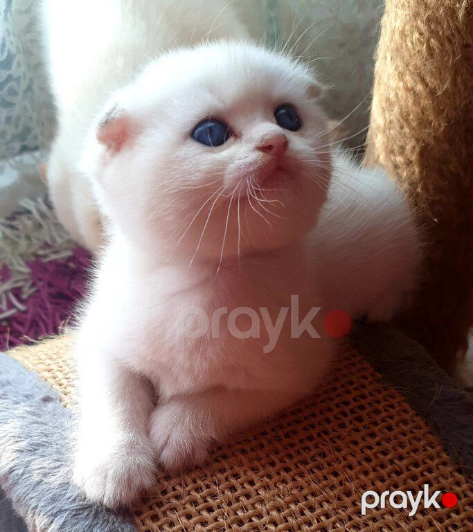 Котята шиншиллы — Pişiklər, Bakı (2)