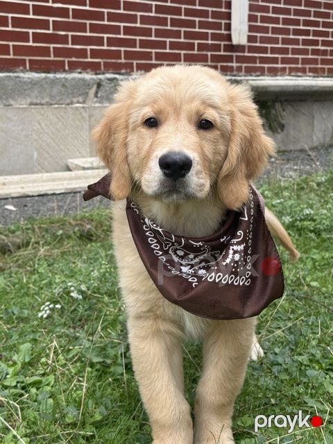 Golden Retriver balası — Bakı