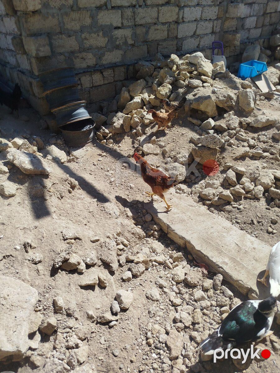 Cücələr — Quşlar, Bakı (4)