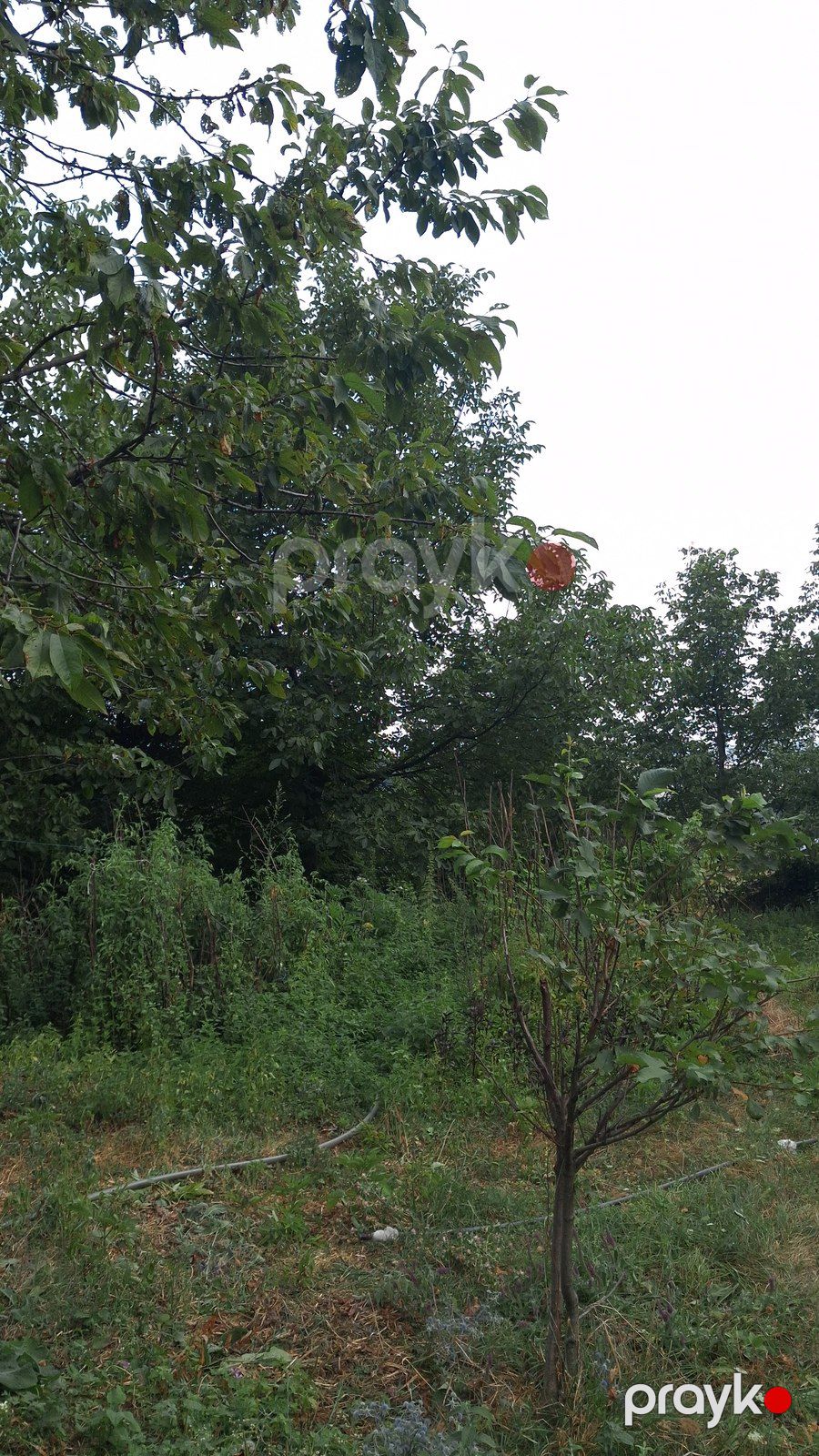 20 sot torpaq sahəsi, İsmayıllı r — Torpaq, İsmayıllı (3)