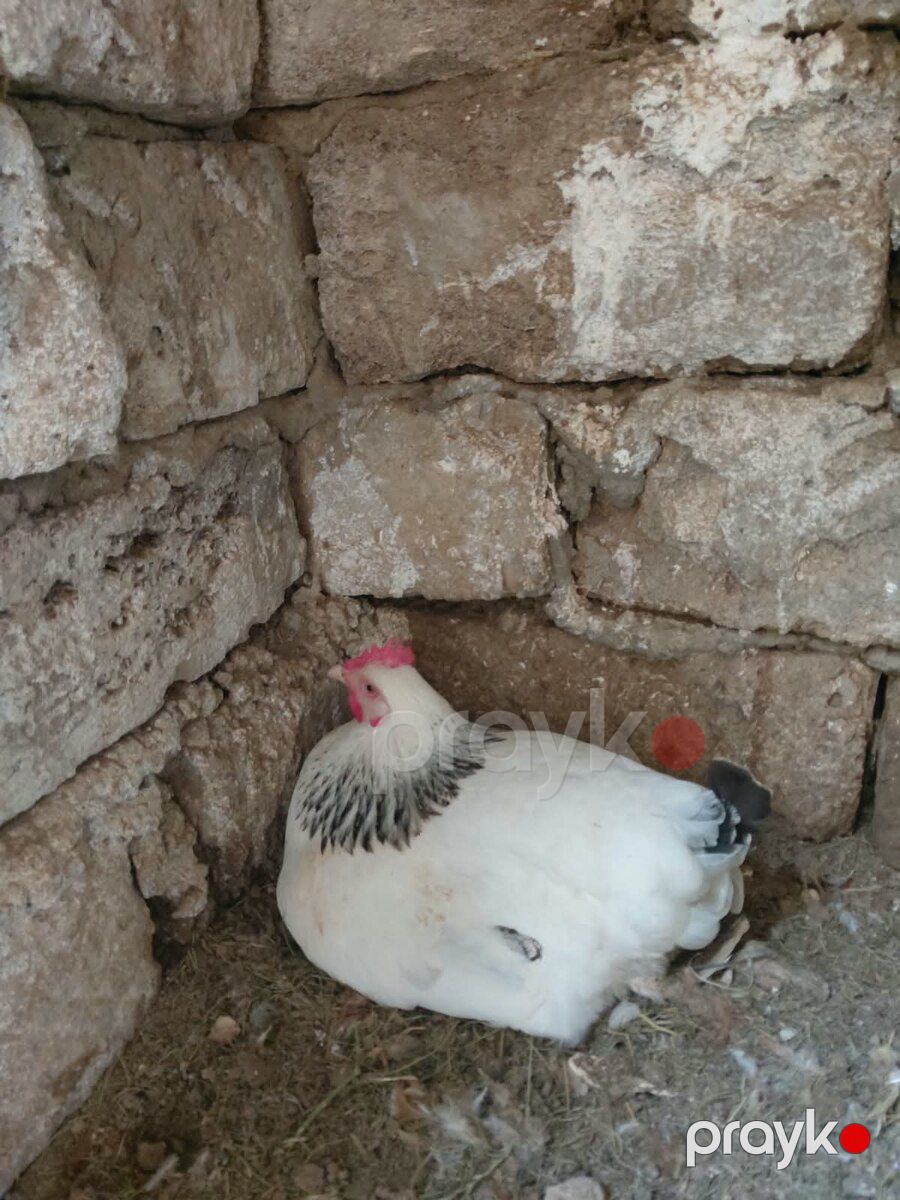 Toyuqlar — Quşlar, Bakı (9)