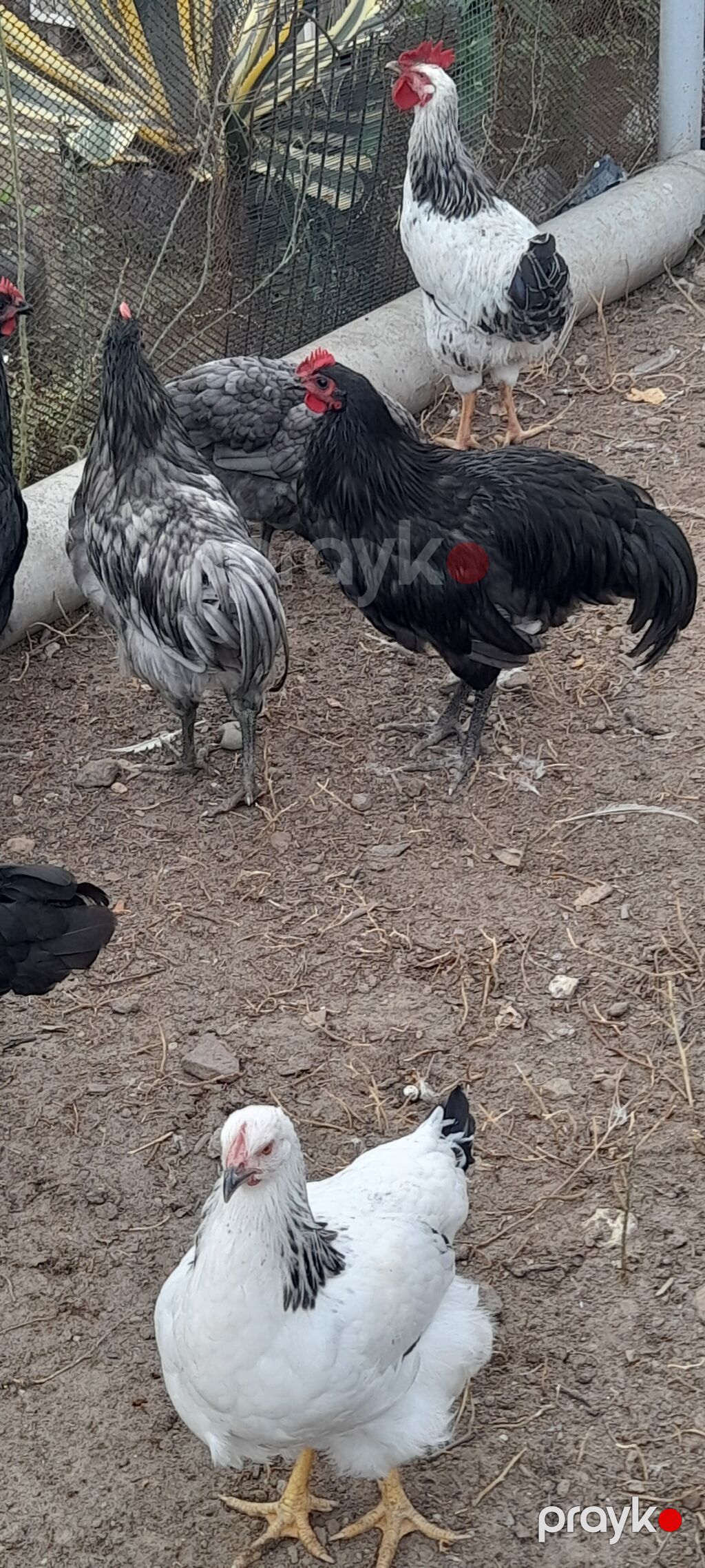 Toyuq, Damazlıq — Toyuq və xoruz, Digah (4)