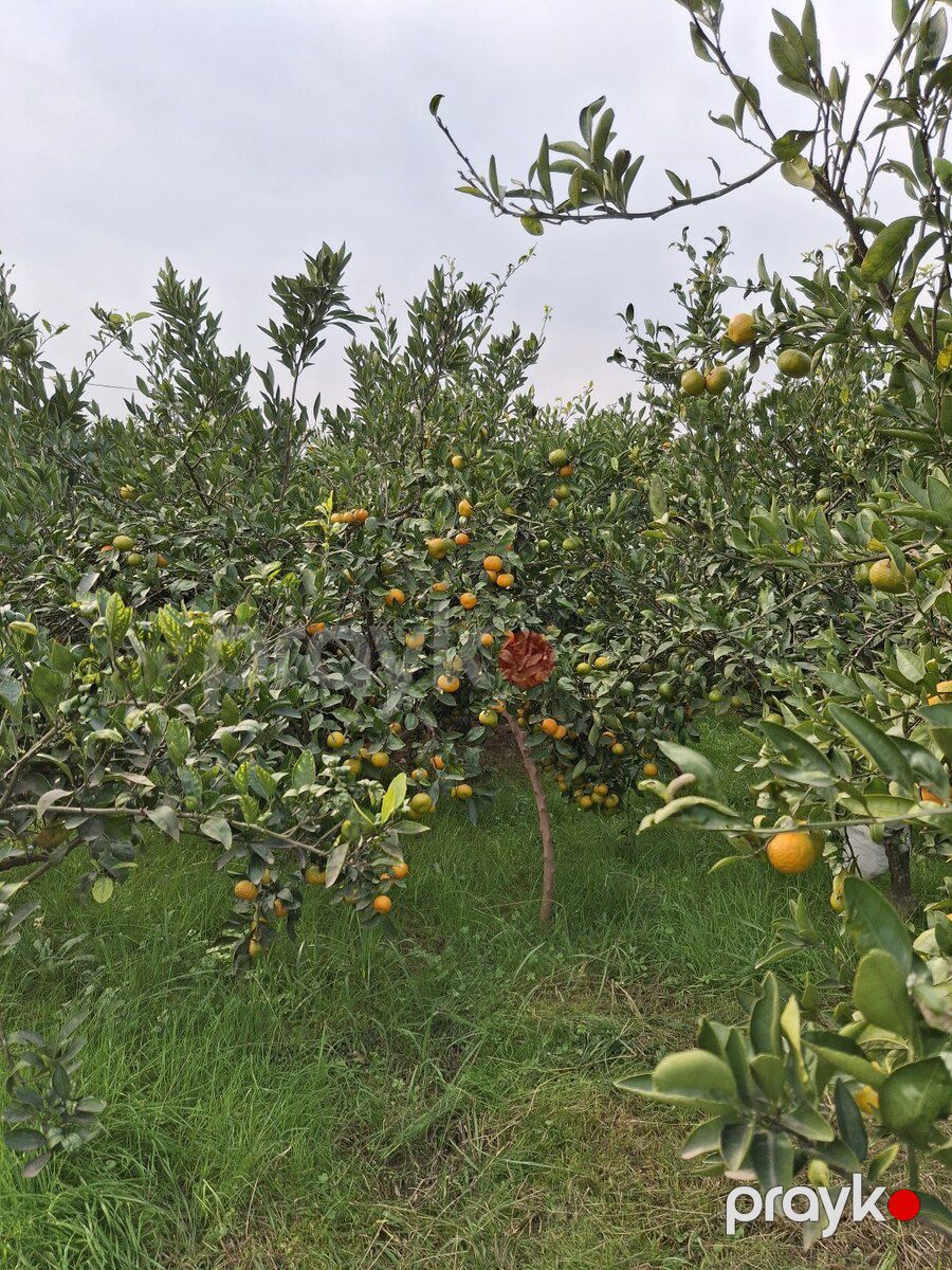 15 sot torpaq sahəsi, Astara r — Torpaq, Astara (7)