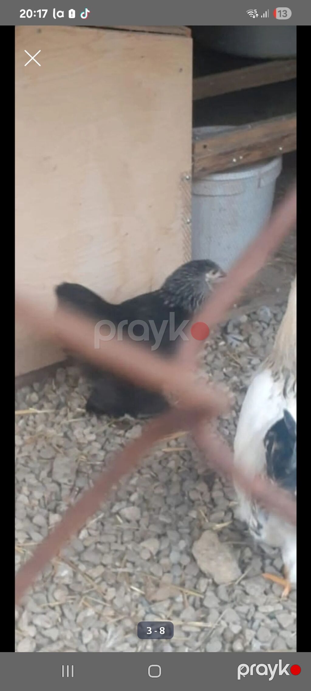 Toyuq, Brama, Damazlıq — Toyuq və xoruz, Masazır (2)