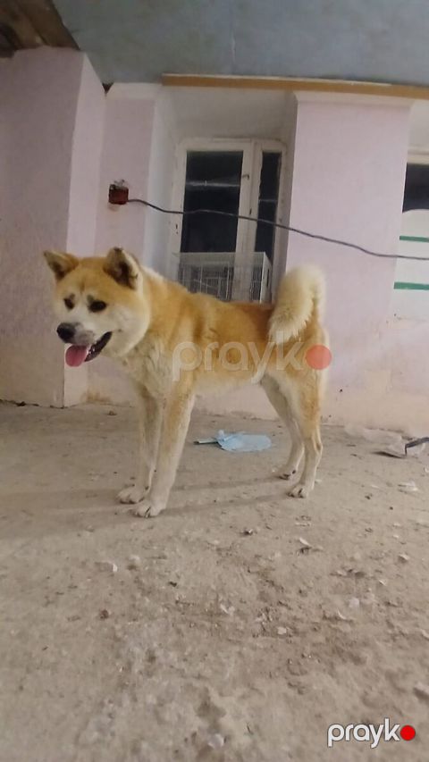 Akita-inu — Bakı