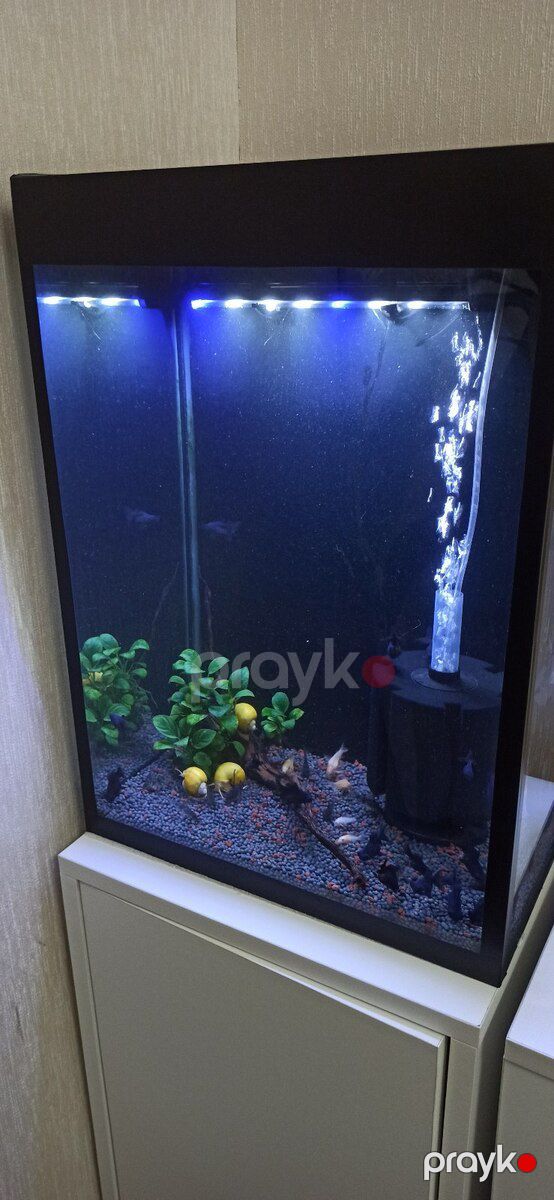 Akvarium — Akvariumlar və balıqlar, Bakı (2)