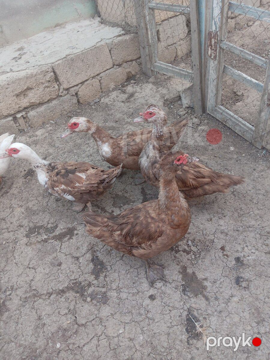 Qazlar və Lal ördəklər — Quşlar, Bakı (2)